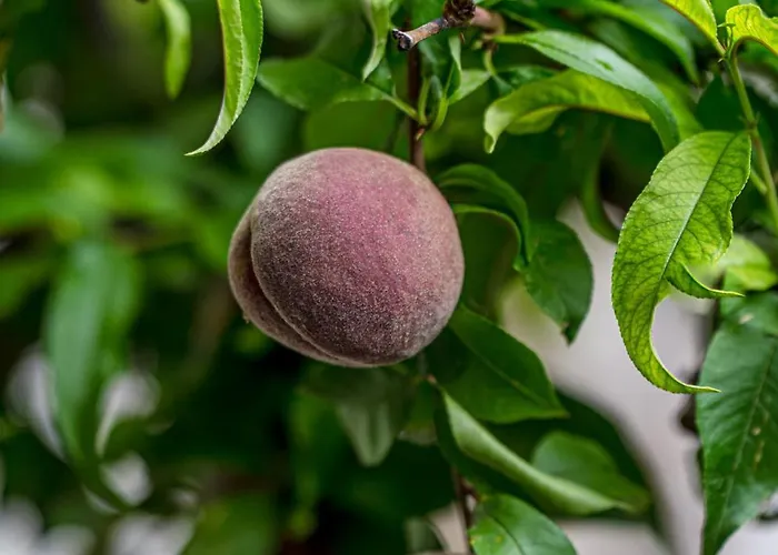 Krebiehls Winkelhof Herxheim am Berg